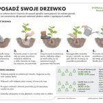 Jelcz-Laskowice: Nadleśnictwo rozda darmowe sadzonki